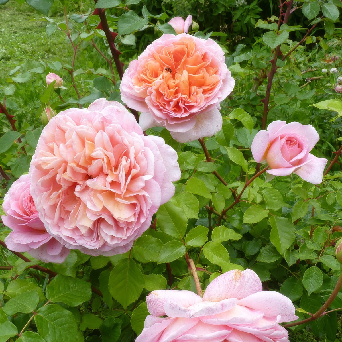 Rose Abraham Darby Rosdada - Garden Express Australia