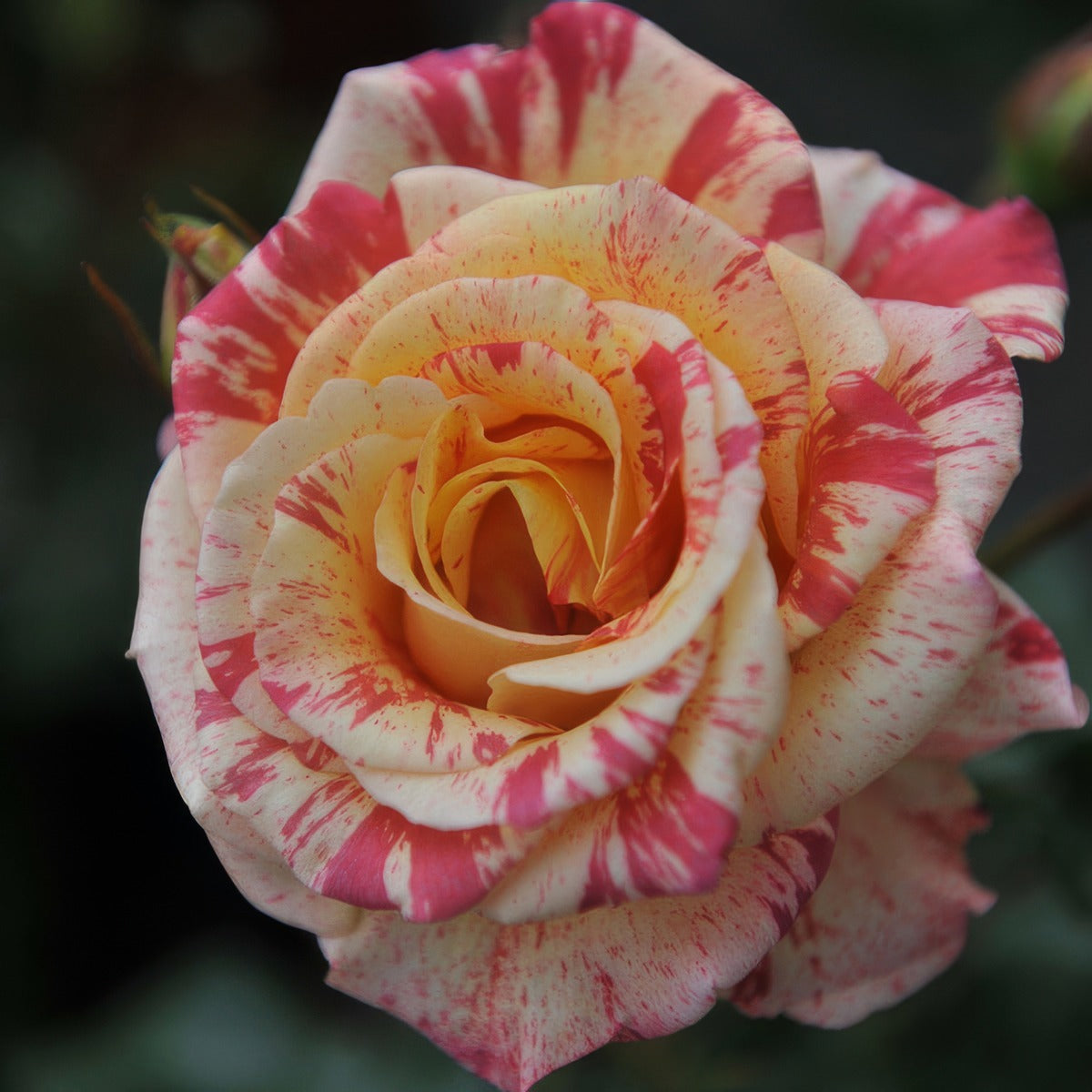 Delbard Rose Alfred Sisley - Garden Express Australia
