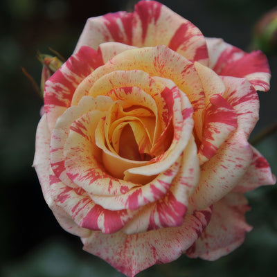 Delbard Rose Alfred Sisley - Garden Express Australia