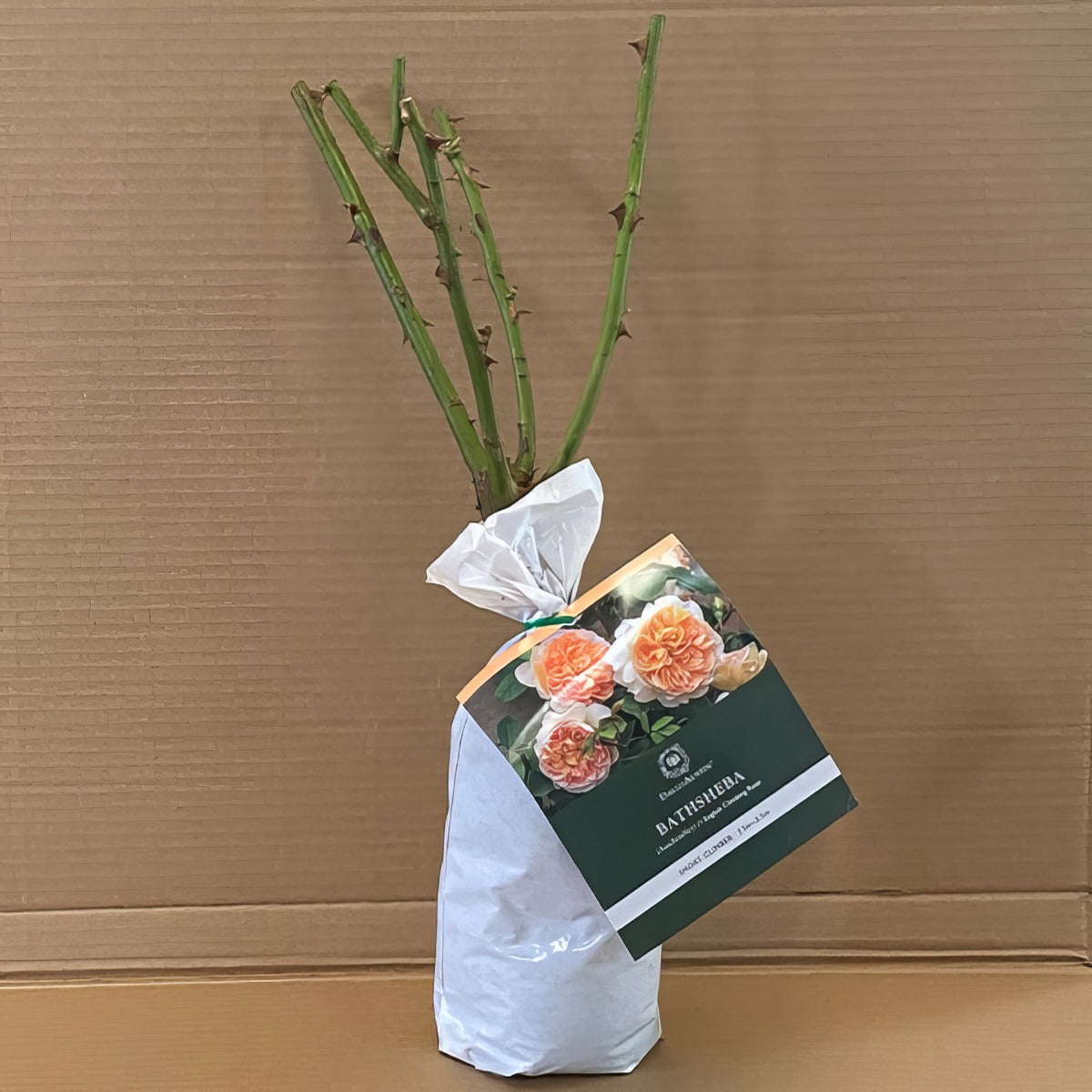 Da Bathsheba Rosdbat 1 - Garden Express Australia