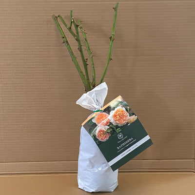 Da Bathsheba Rosdbat 1 - Garden Express Australia