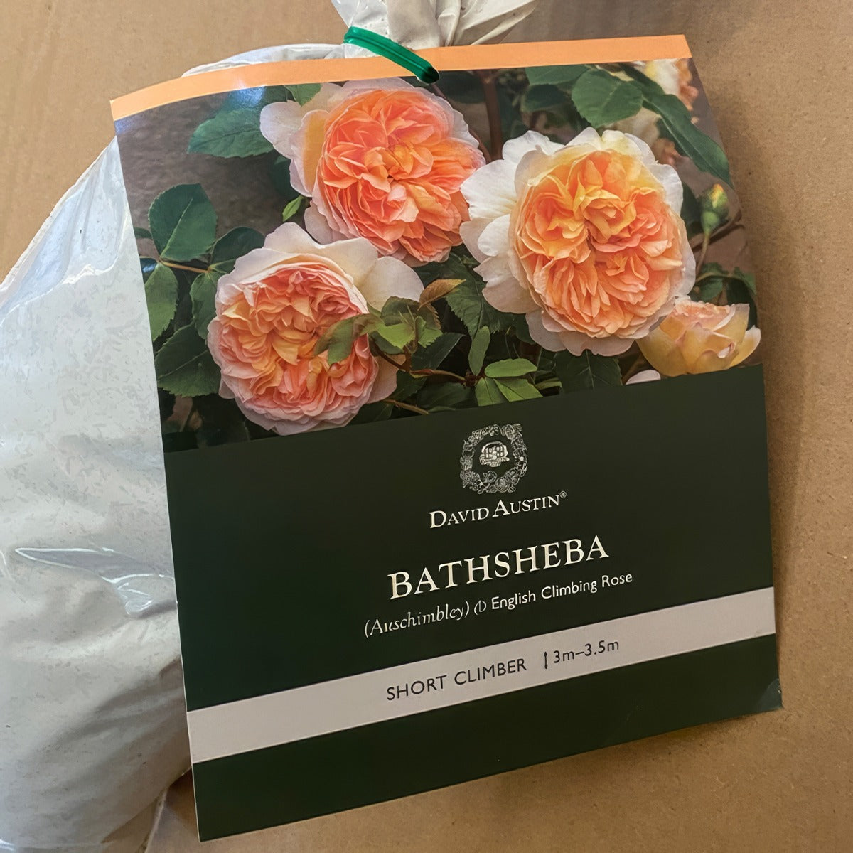 Da Bathsheba Rosdbat 2 - Garden Express Australia