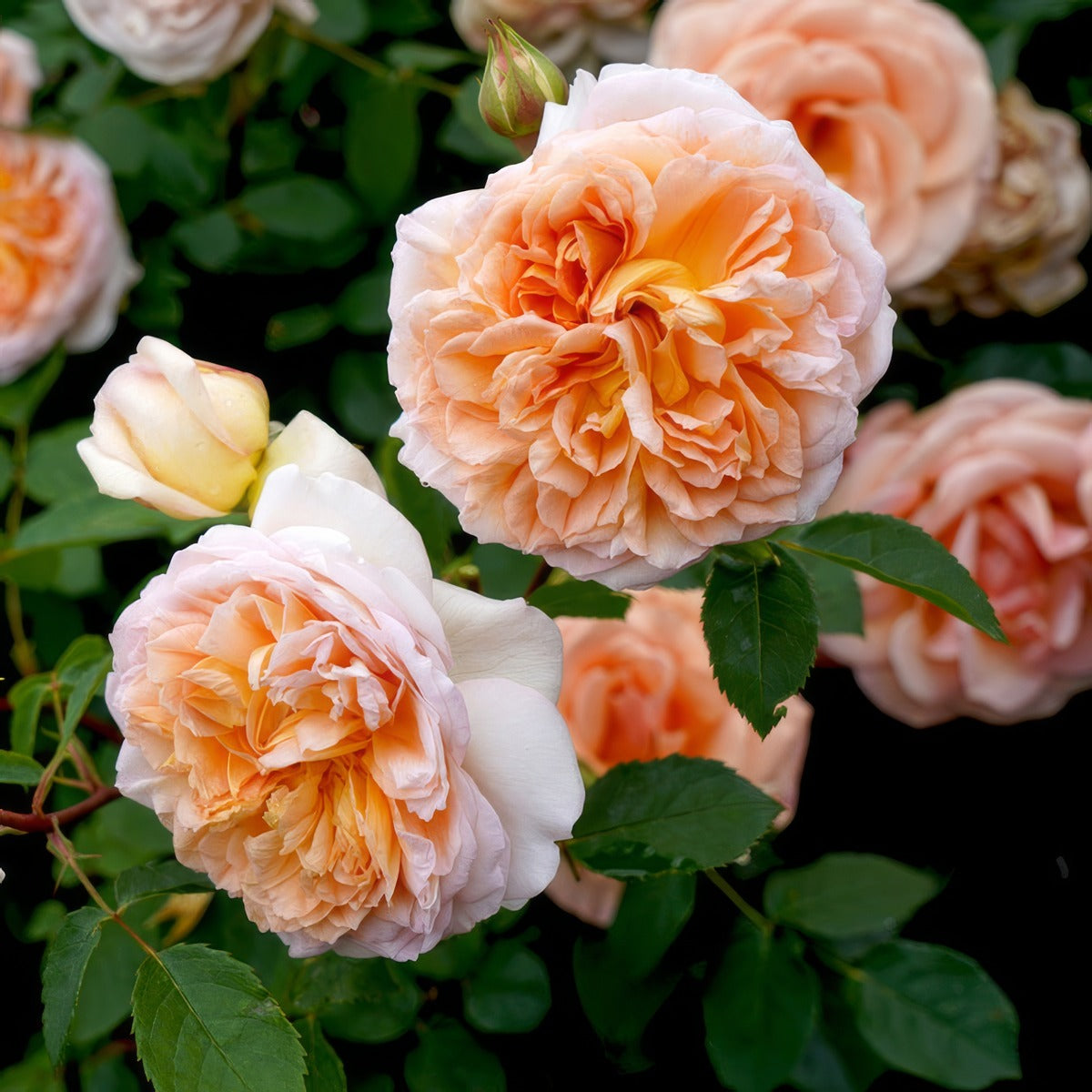 David Austin Rose Bathsheba Rosdbat - Garden Express Australia
