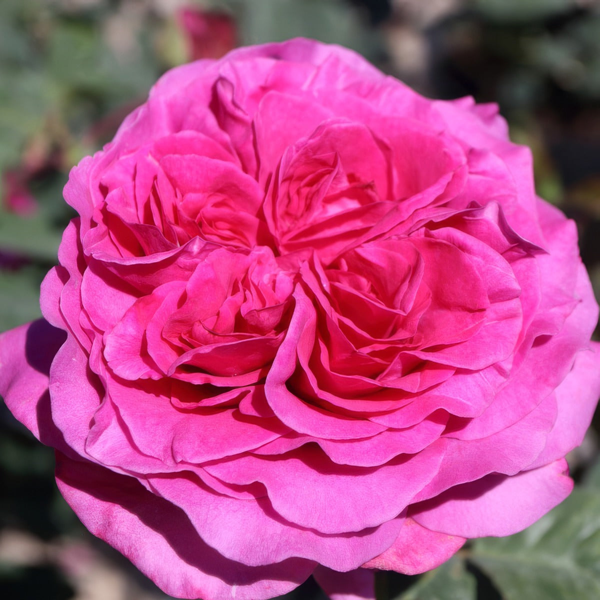 Delbard Rose Chartreuse De Parme - Garden Express Australia