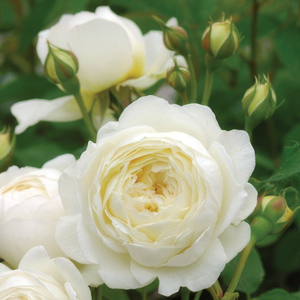 Claire Austin Rosdcla - Garden Express Australia