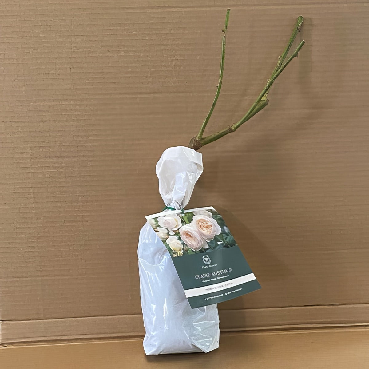 Da Claire Austin Rosdcla 1 - Garden Express Australia