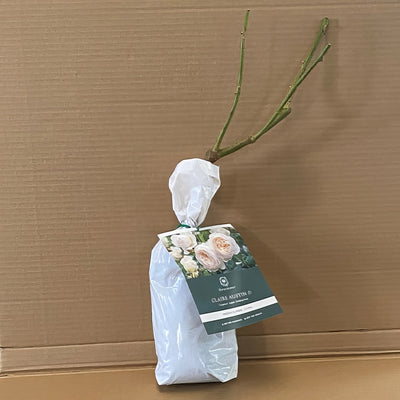 Da Claire Austin Rosdcla 1 - Garden Express Australia