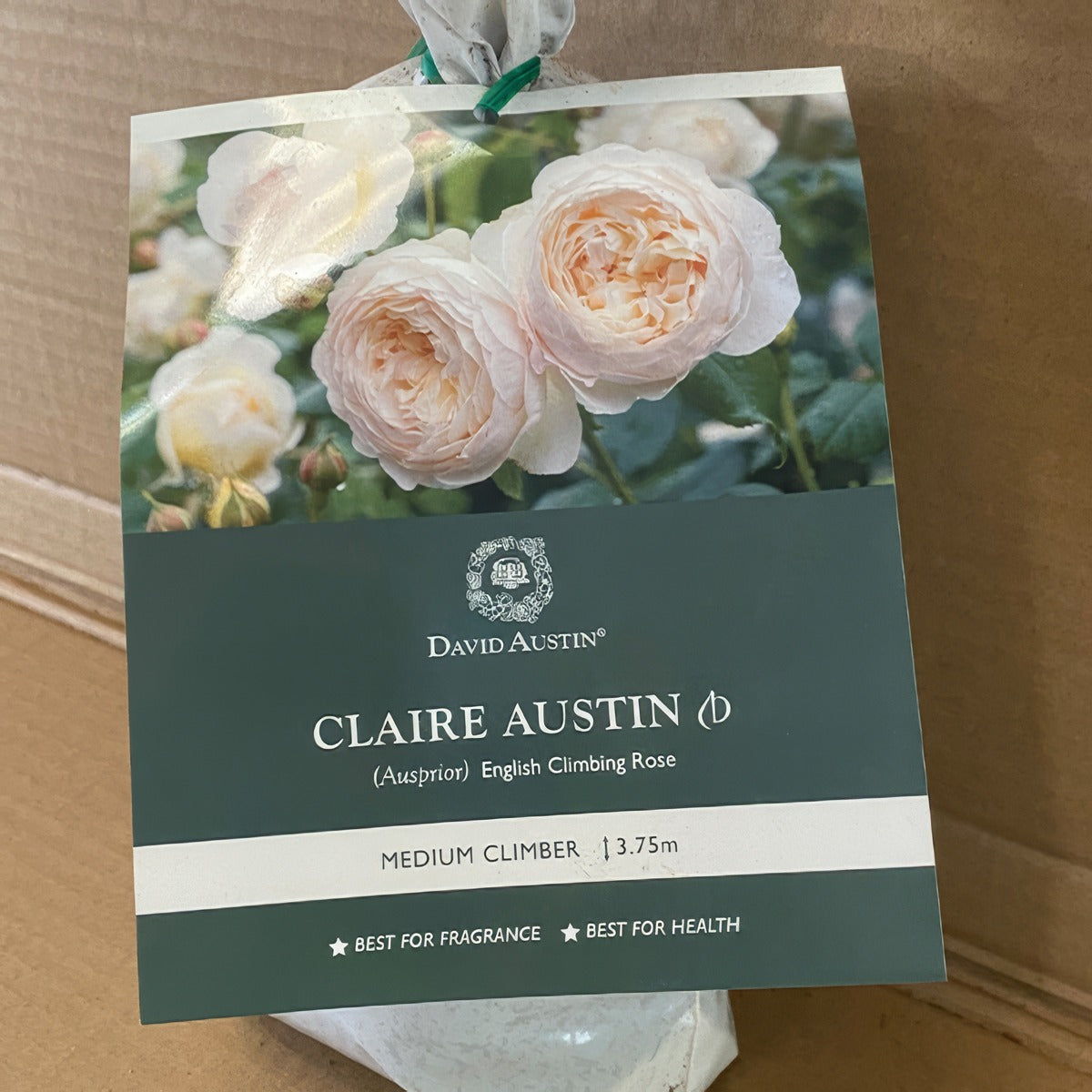 Da Claire Austin Rosdcla - Garden Express Australia