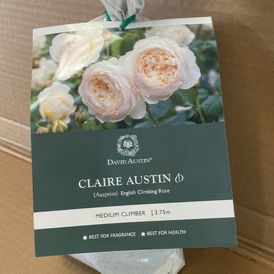 Da Claire Austin Rosdcla - Garden Express Australia