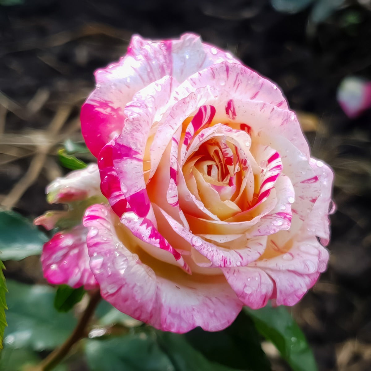Delbard Rose Camille Pisarro Rosdcpi - Garden Express Australia