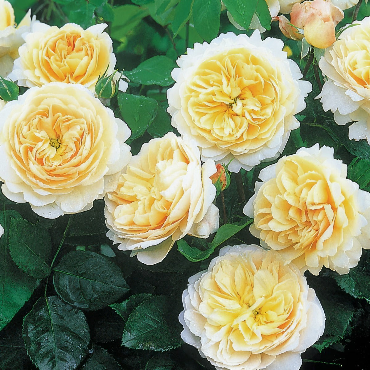 David Austin Rose Crocus Rose Rosdcro - Garden Express Australia