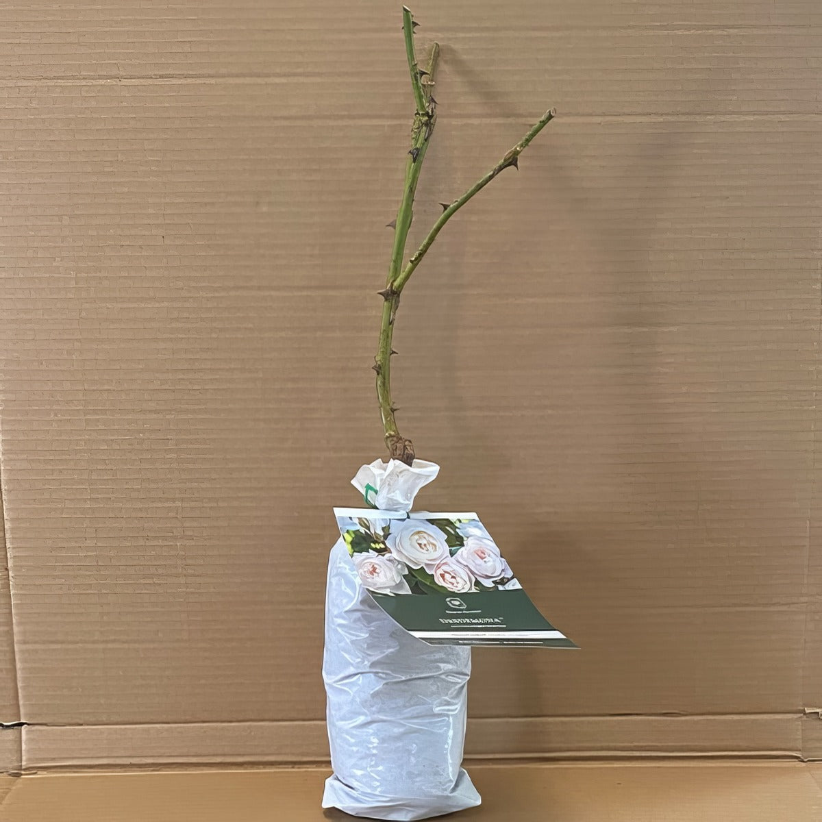 Da Desdemonda Rosddes 1 - Garden Express Australia