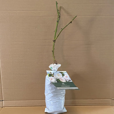 Da Desdemonda Rosddes 1 - Garden Express Australia