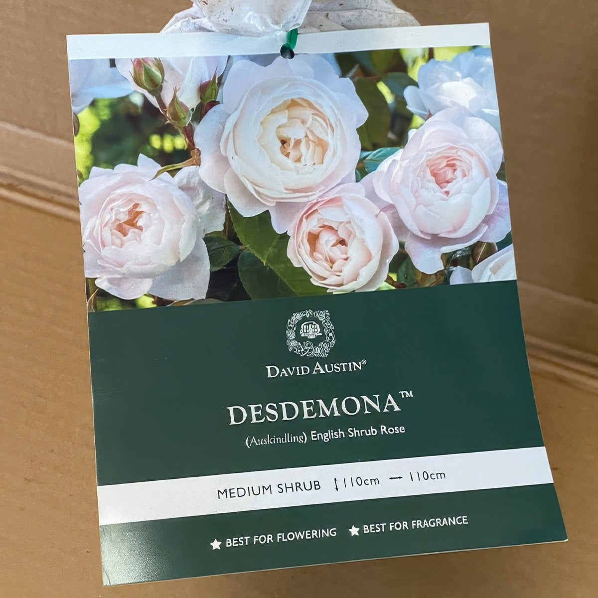 Da Desdemonda Rosddes 2 - Garden Express Australia