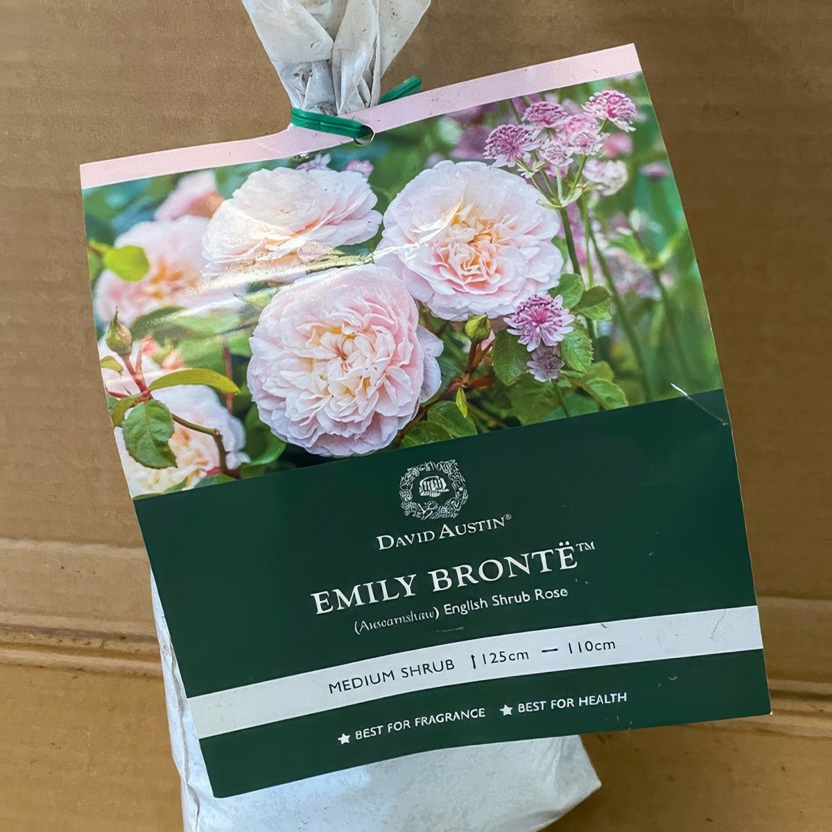 Da Emily Bronte Rosdebr 2 - Garden Express Australia