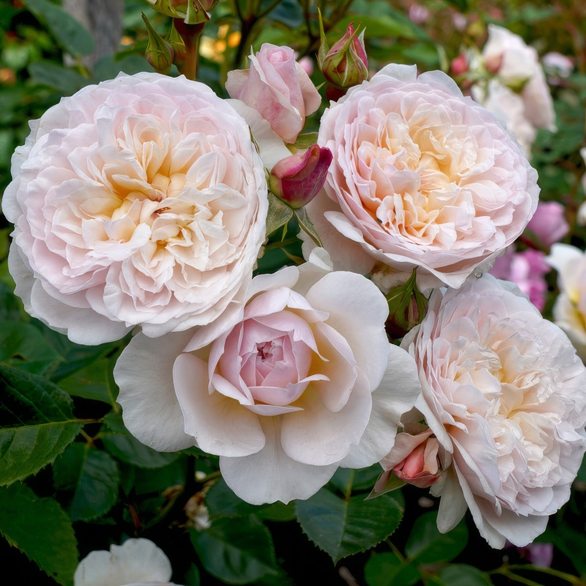 David Austin Rose Emily Bronte Rosdebr - Garden Express Australia