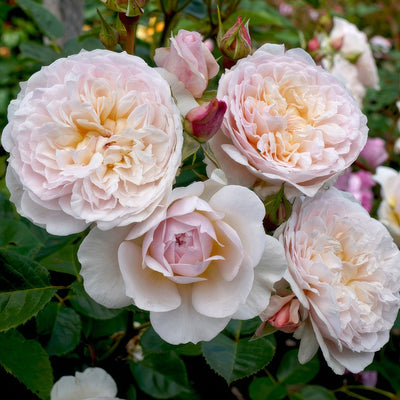 David Austin Rose Emily Bronte Rosdebr - Garden Express Australia