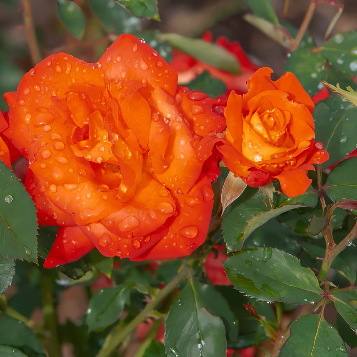 Delbard Rose France Libre - Garden Express Australia
