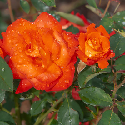 Delbard Rose France Libre - Garden Express Australia