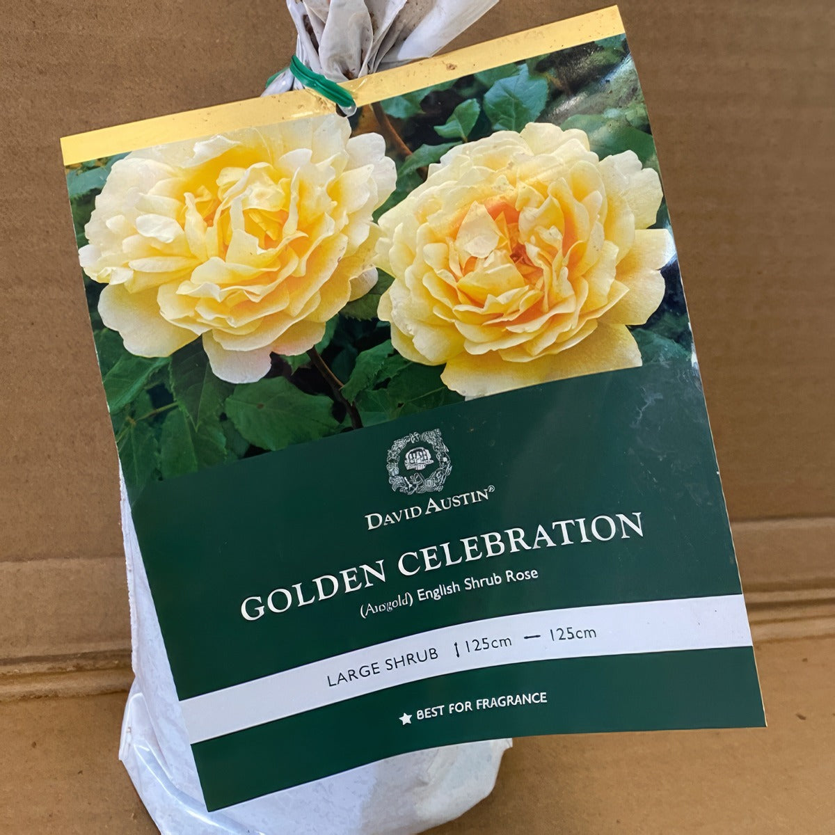 Da Golden Celebration Rosdgce 2 - Garden Express Australia