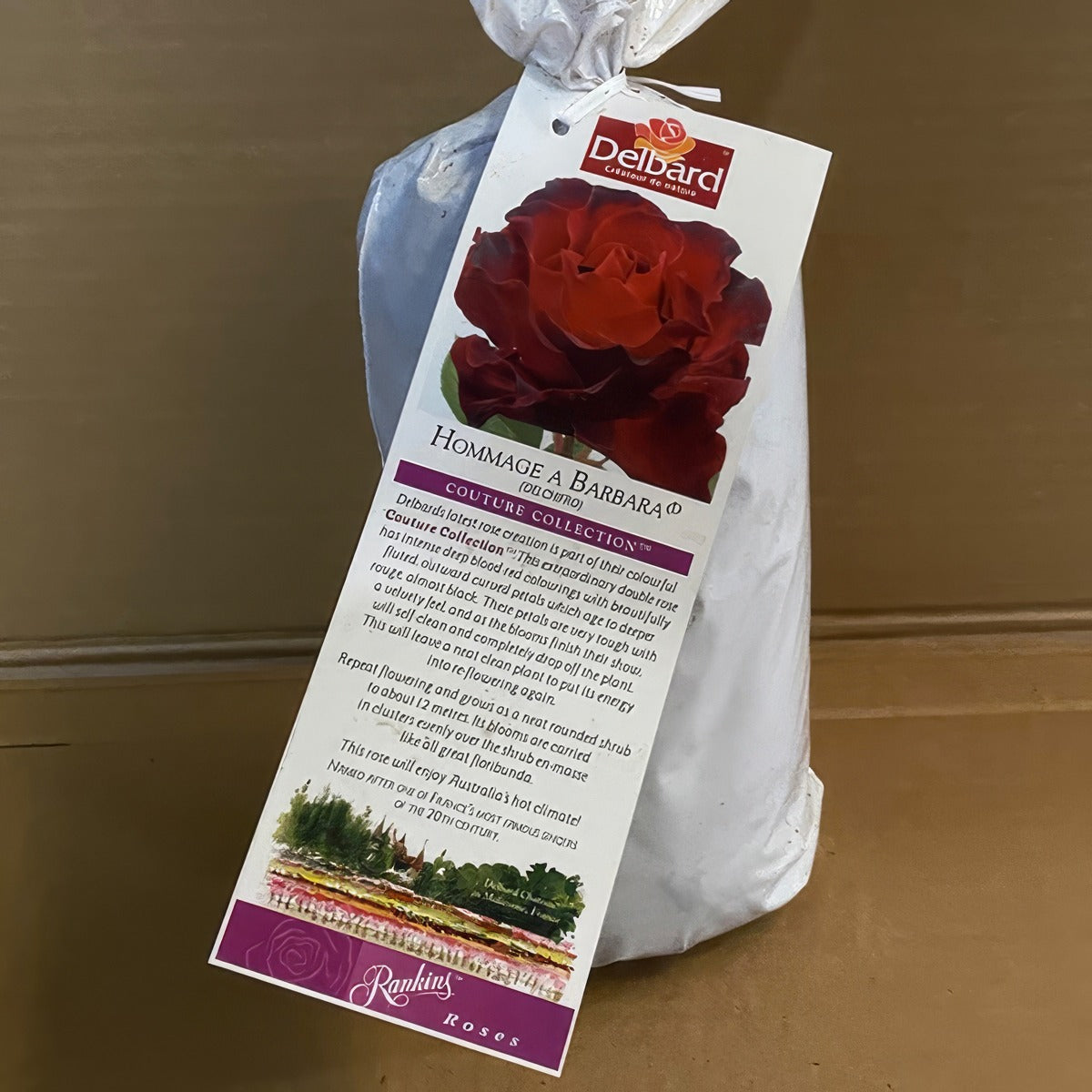 Delbard Rose Hommage A Barbara Rosdhab 2 - Garden Express Australia
