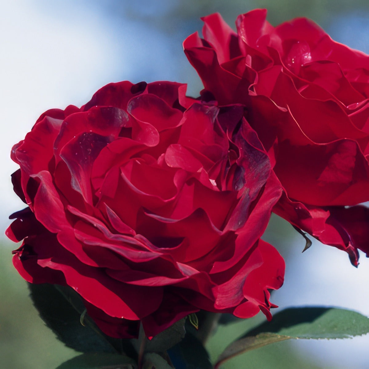 Delbard Rose Hommage A Barbara Rosdhab - Garden Express Australia