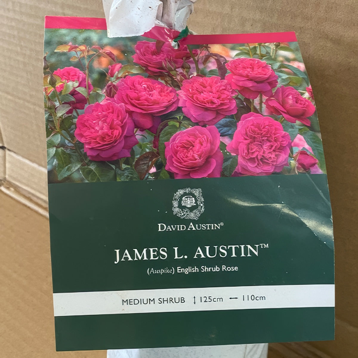Da James L Austin Rosdjla 2 - Garden Express Australia