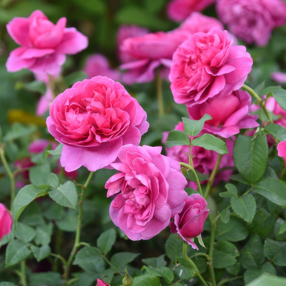 James L Austin Rosdjla - Garden Express Australia
