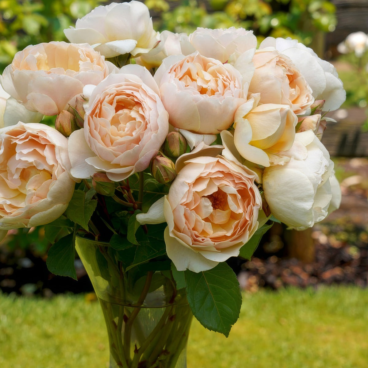 Rose Jude The Obscure Rosdjto - Garden Express Australia