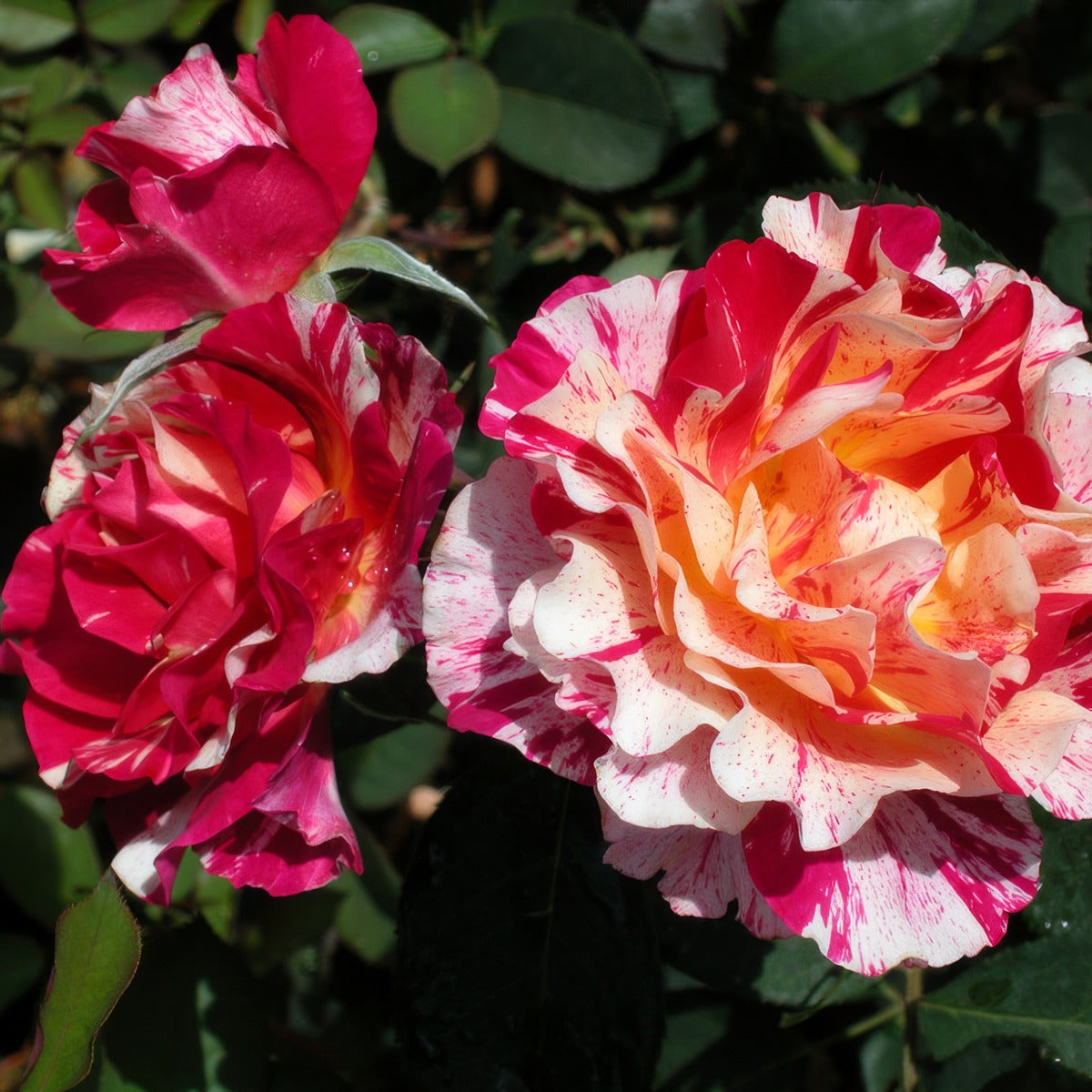 Delbard Rose Maurice Utrillo Rosdmut - Garden Express Australia
