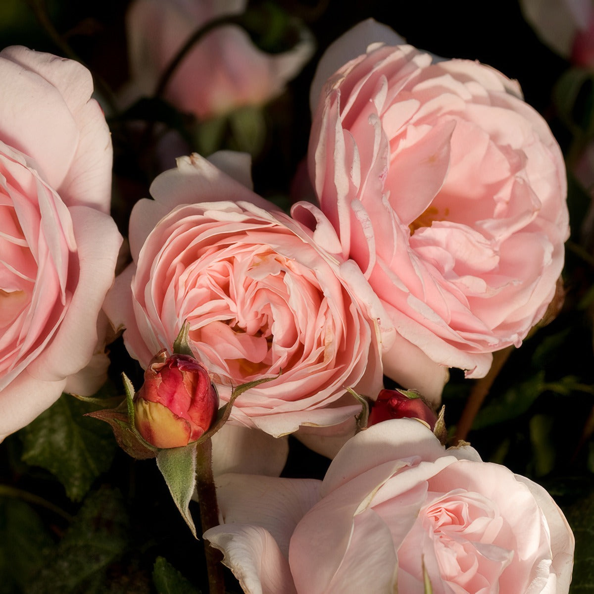 Delbard Rose Nahema Rosdnah - Garden Express Australia
