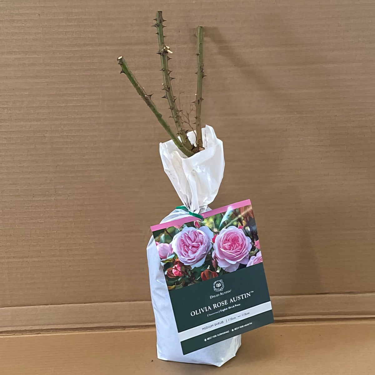 Da Olivia Austin Rosdoro 1 - Garden Express Australia
