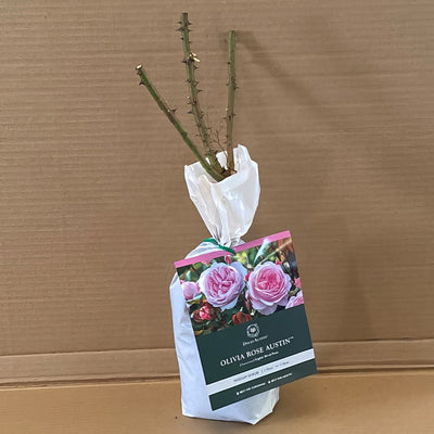 Da Olivia Austin Rosdoro 1 - Garden Express Australia