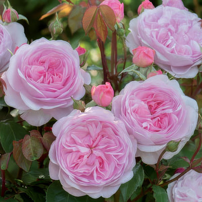 Olivia Rose Austin Rosdora - Garden Express Australia