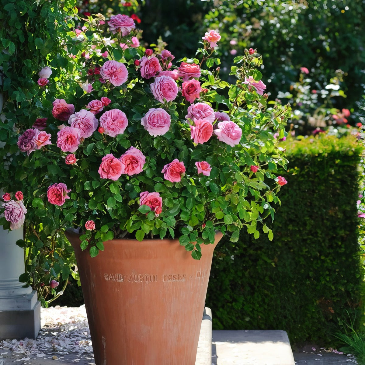 Rose Princess Alexandra Of Kent - Garden Express Australia