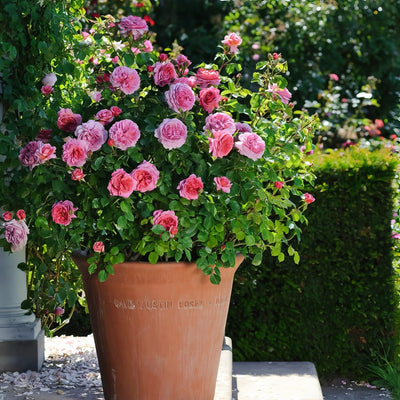 Rose Princess Alexandra Of Kent - Garden Express Australia