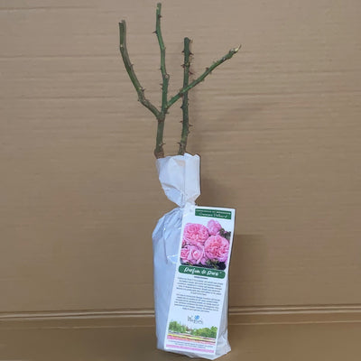 Delbard Rose Parfum De Paris Rosdpdp 1 - Garden Express Australia