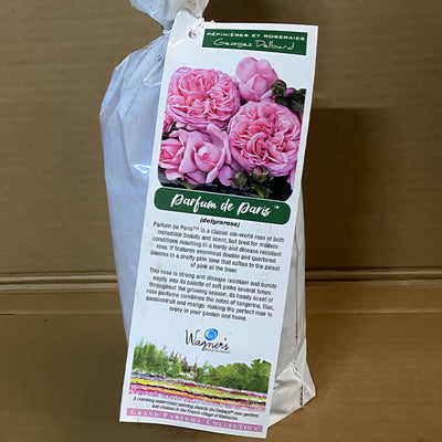 Delbard Rose Parfum De Paris Rosdpdp 2 - Garden Express Australia