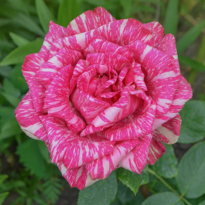 Delbard Rose Pink Intuition Rosdpin - Garden Express Australia