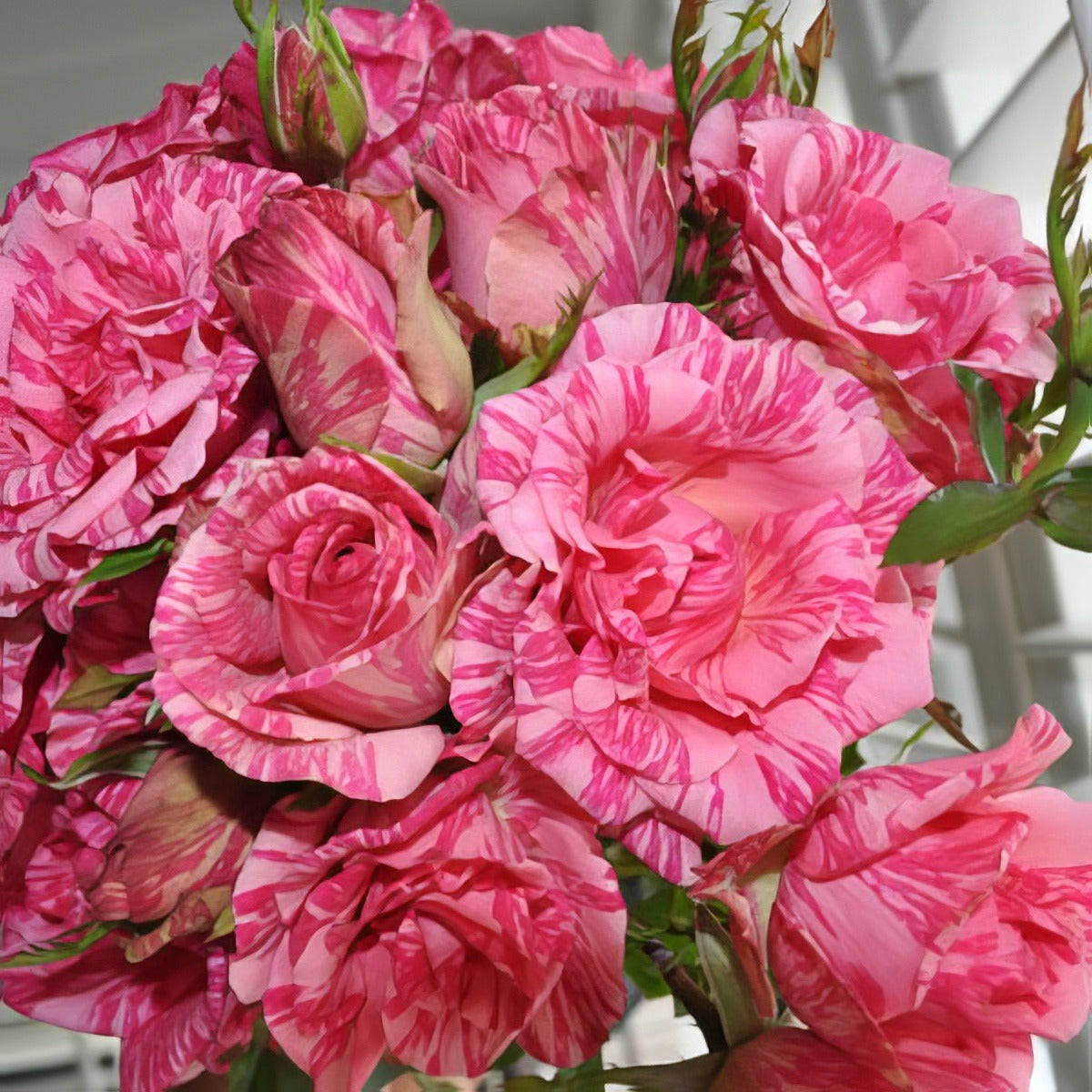 Rose Pink Intuition 17 Rosdpin - Garden Express Australia