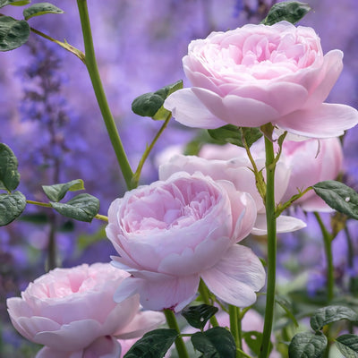 Rose Queen Of Sweden - Garden Express Australia