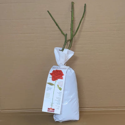 Delbard Rose Red Intuition Rosdrin 1 - Garden Express Australia