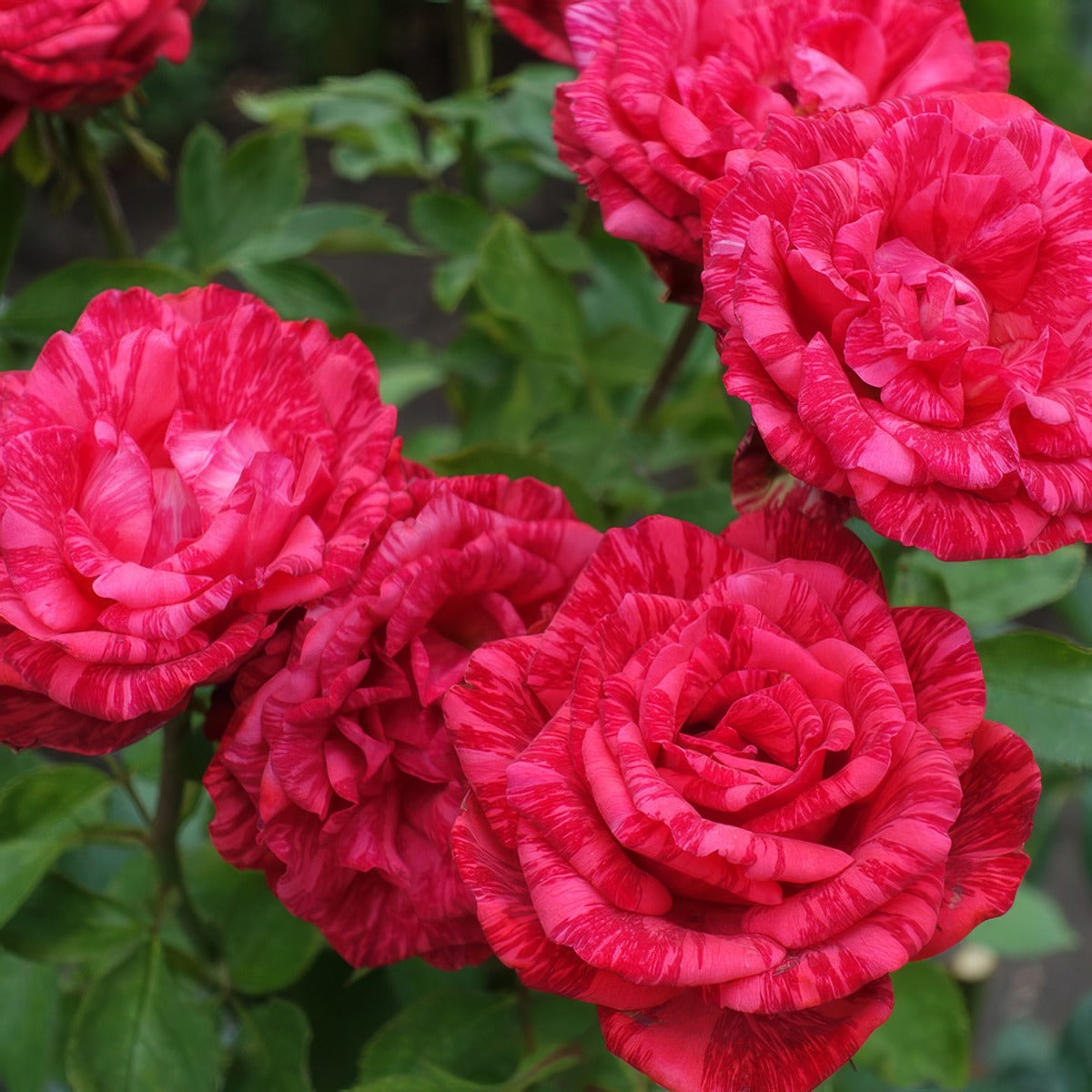 Delbard Rose Red Intuition Rosdrin - Garden Express Australia