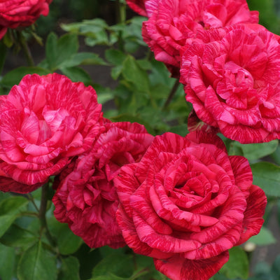 Delbard Rose Red Intuition Rosdrin - Garden Express Australia
