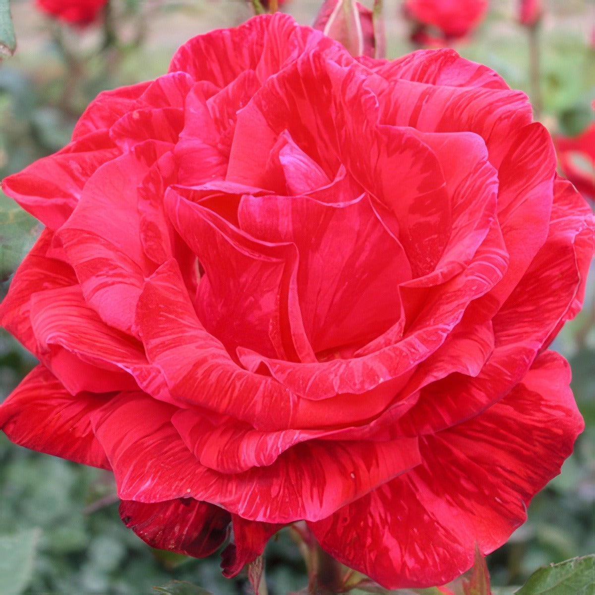 Red Intuition 17 Rosdrin - Garden Express Australia