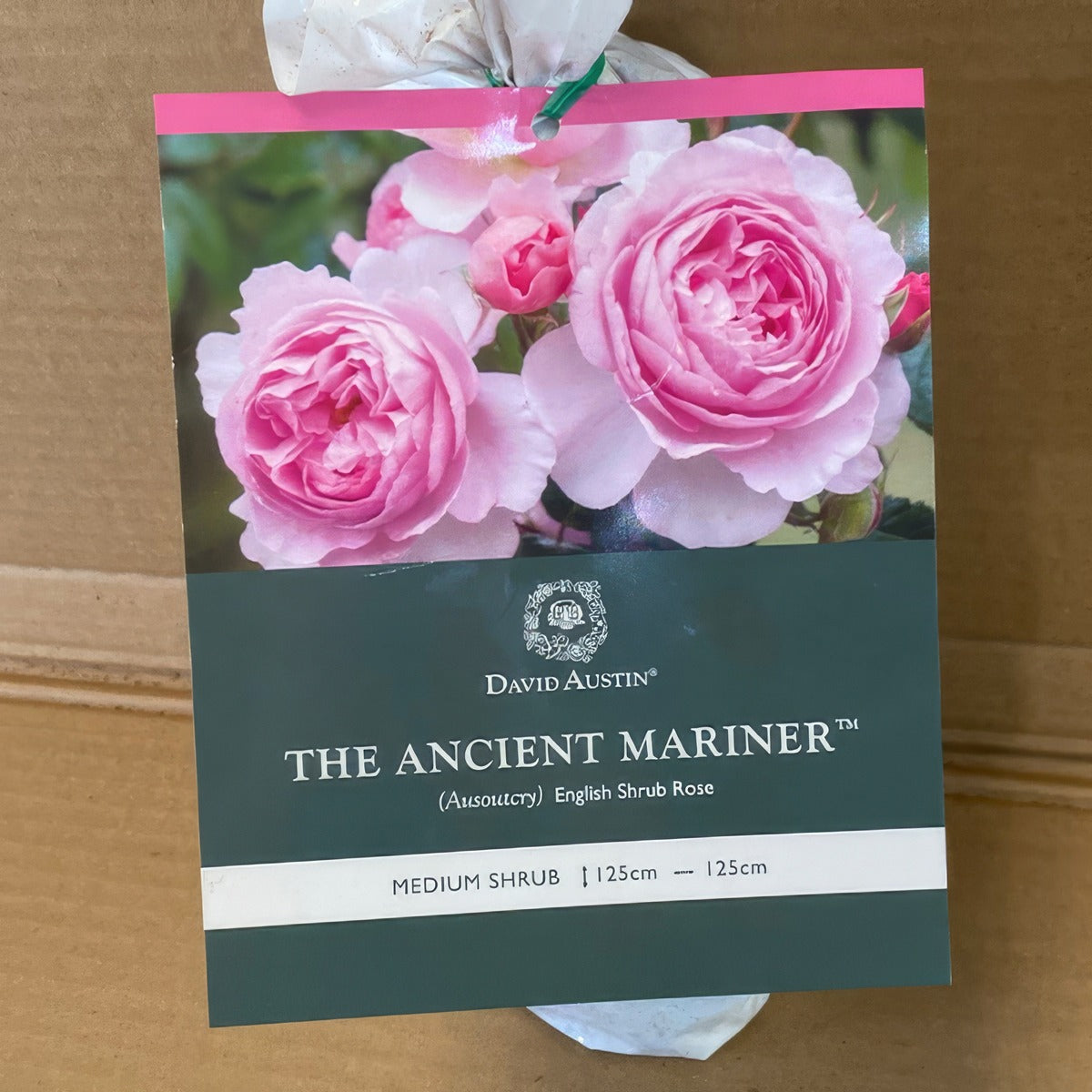Da The Ancient Mariner Rosdtan 1 - Garden Express Australia