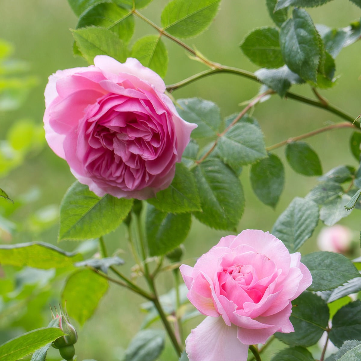 David Austin Rose The Ancient Mariner Rosdtan - Garden Express Australia