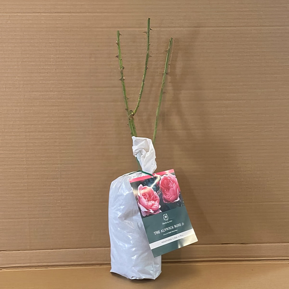 Da The Alnwick Rose Rosdtar 1 - Garden Express Australia