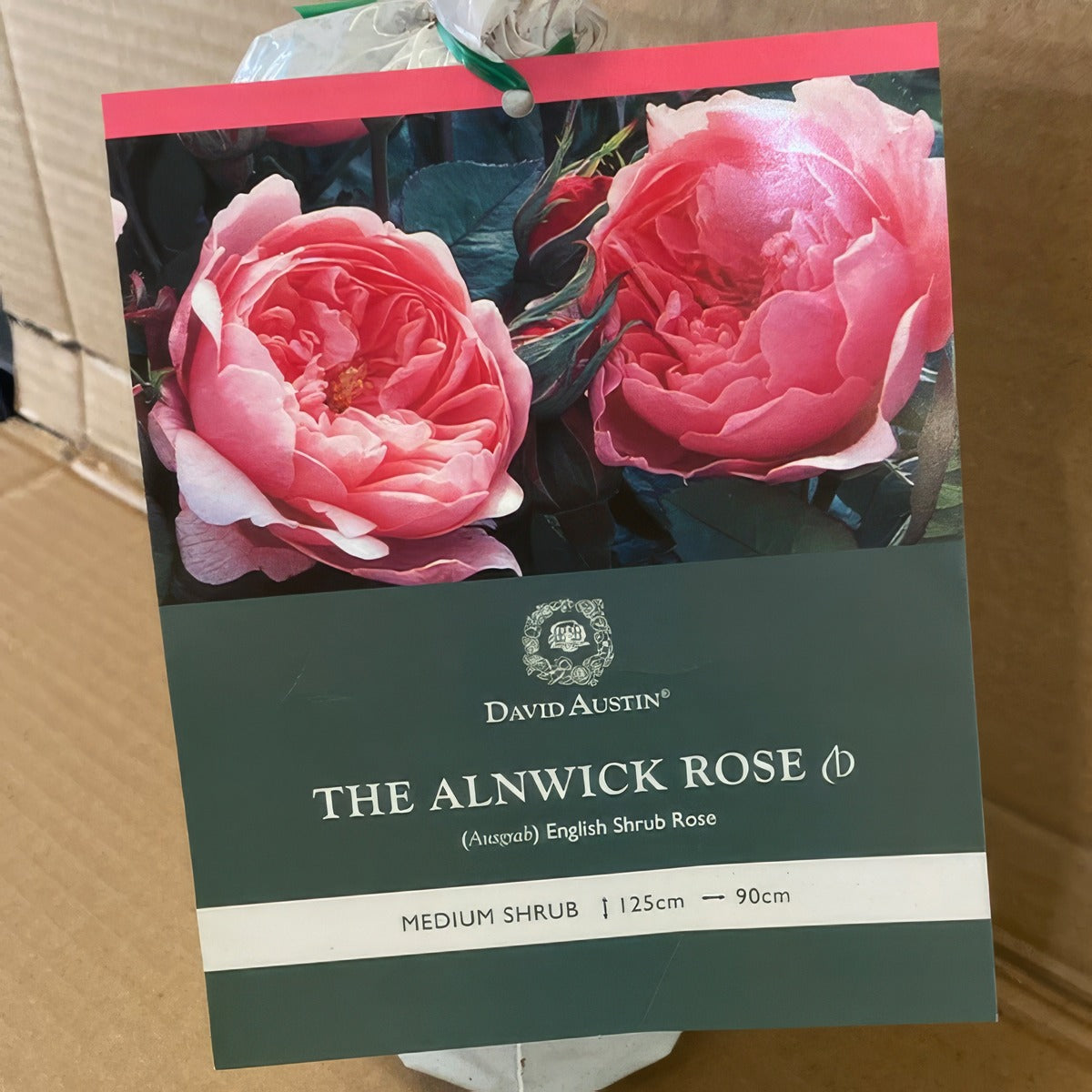 Da The Alnwick Rose Rosdtar 2 - Garden Express Australia