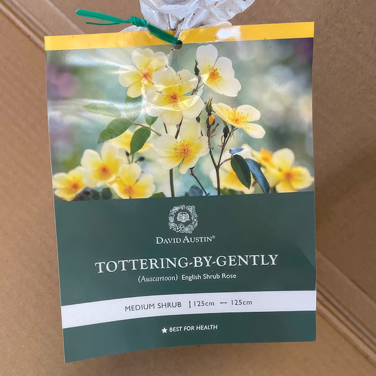 Da Tottering By Gently Rosdtbg 2 - Garden Express Australia